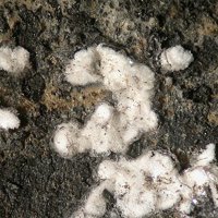 Ravatite