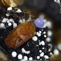 Jahnsite-(CaMnMn), Strengite, Variscite