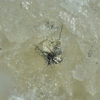 Vaesite, Millerite