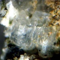 Farneseite