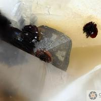Calcioancylite-(Ce)