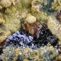 Earlshannonite, Rockbridgeite, Mitridatite
