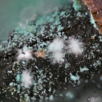 Carlhintzeite