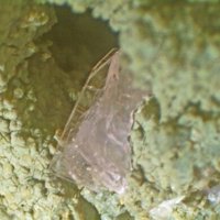 Lanthanite-(Nd)