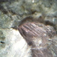 Lanthanite-(Nd)