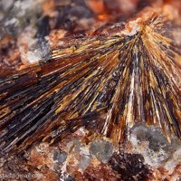Lamprophyllite