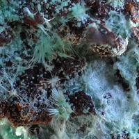 Agardite-(Nd)