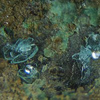 Osakaite