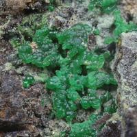 Barahonaite-(Fe), Conichalcite, Lavendulan