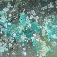 Sabelliite