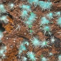 Agardite-(Nd), Conichalcite