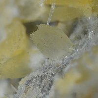 Dachiardite-Na