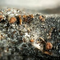 Maghemite, Magnesio-hastingsite