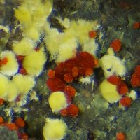 Umohoite, Parauranophane