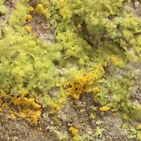 Bayleyite, Liebigite, Gypsum