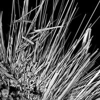 Baotite