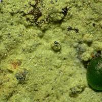 Barahonaite-(Fe), Conichalcite