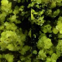 Carnotite