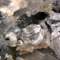Farneseite