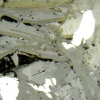 Umbrianite, Magnetite, Fluorophlogopite