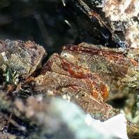 Barwoodite