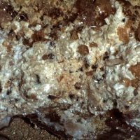 Xanthoxenite, Ushkovite