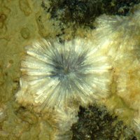 Uralolite