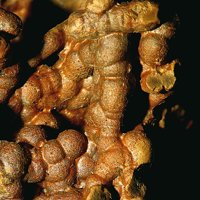 Caryochroite