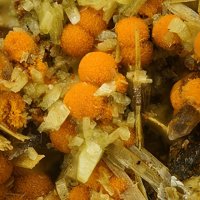 Uranosphaerite, Trögerite