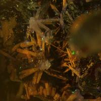 Calcioburbankite, Manganoneptunite