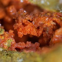 Cassedanneite