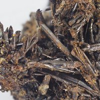 Rasvumite