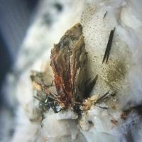 Barwoodite, Aegirine