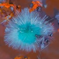 Agardite-(Y)