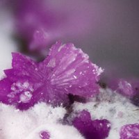 Sainfeldite, Picropharmacolite