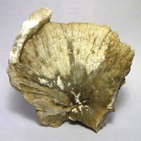 Ulexite