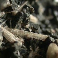 Kaliophilite, Augite