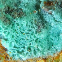 Carrboydite