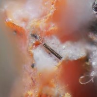 Raguinite