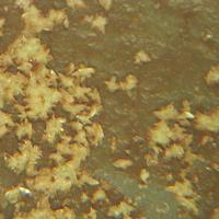 Abernathyite