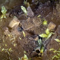 Gartrellite