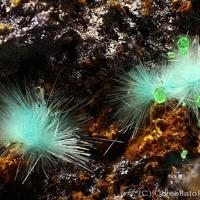 Agardite-(Nd), Conichalcite