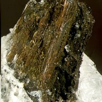 Rasvumite