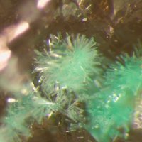 Eckhardite