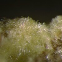 Urancalcarite