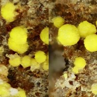 Carnotite