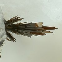 Rankachite