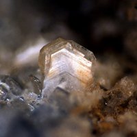 Farneseite