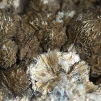Caryopilite