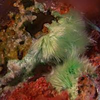 Agardite-(Nd)